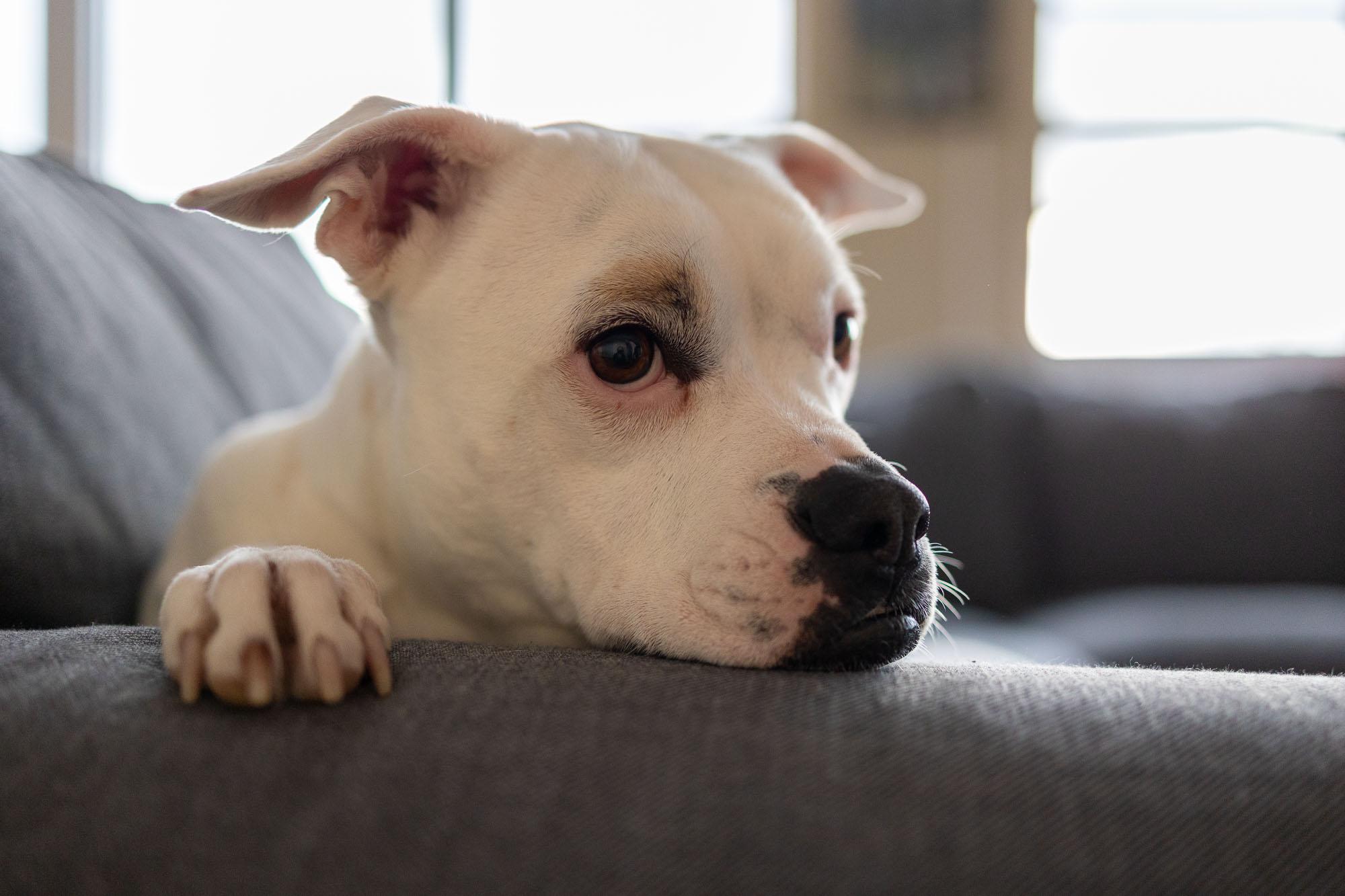 Sadie, Fly With Me Rescue | Pet Photography | Halifax, Nova Scotia